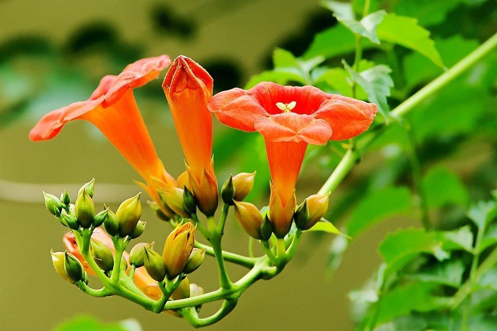 多花些时间养养它吧，花香满屋飘，补水就能开爆