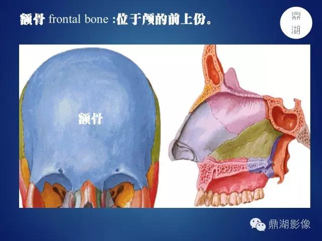 人体神经系统完整解剖图,超全神经系统解剖图近乎完美