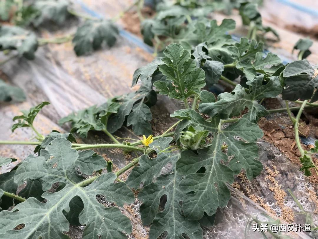 蒲城县好吃的地方推荐晚上,蒲城吃的最多的地方