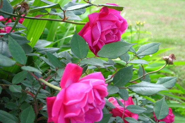 买花的正确方法和技巧,买花前的十大技巧