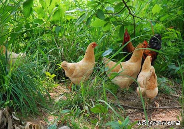 散养土鸡真的这么难吗,生态散养土鸡感谢大家的支持