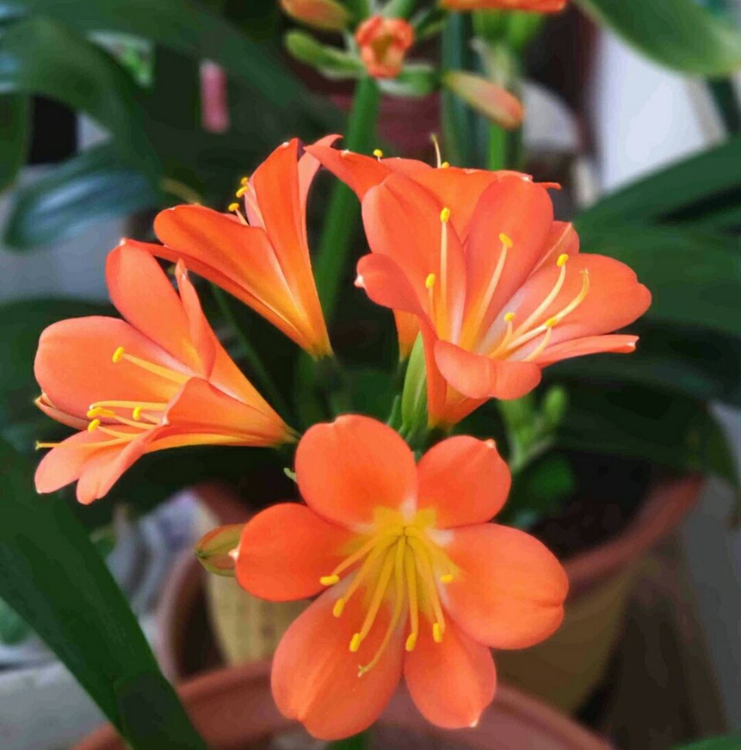 君子兰开花时可不可以浇水,君子兰开花了还需要浇水吗