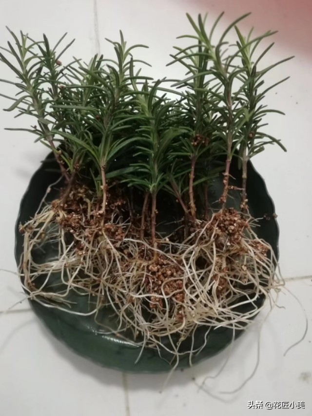 可食用迷迭香盆栽养殖,迷迭香盆栽好养活