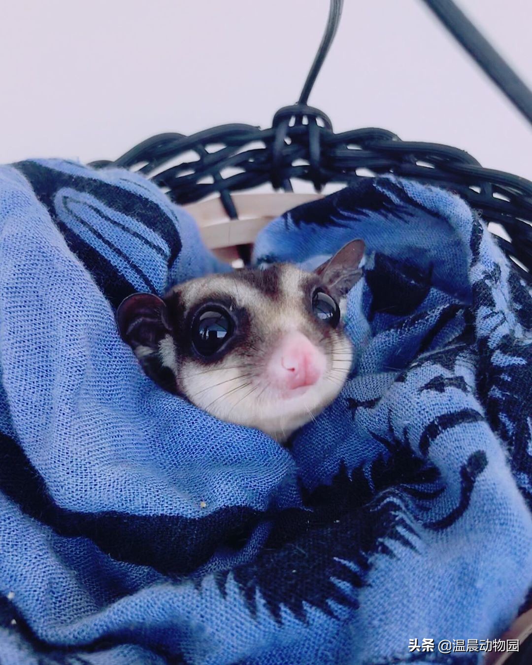 蜜袋鼯的各种叫声,蜜袋鼯发出小狗的叫声怎么回事