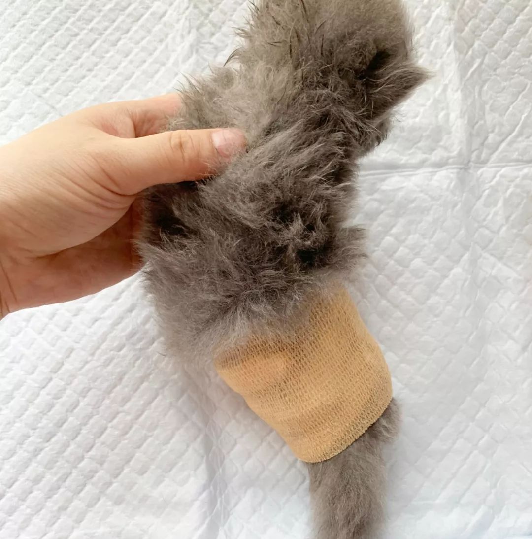 猫咪畸形断腿怎么安乐死,畸形的新生猫咪如何安乐死