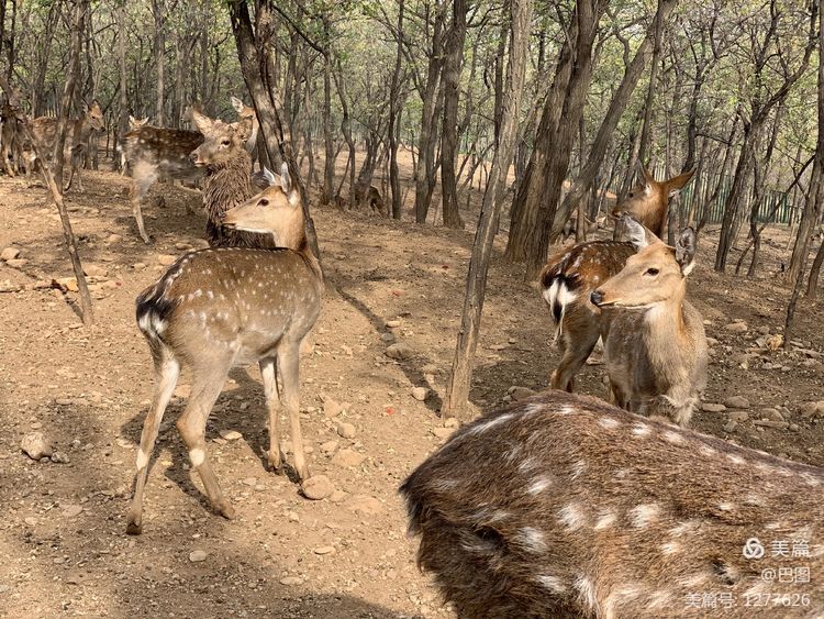 洛阳市宜阳凤凰岭射箭,宜阳县凤凰岭体育基地