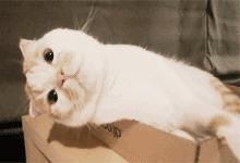 手机别再清理垃圾了，只需打开这个开关，用多久都不会卡