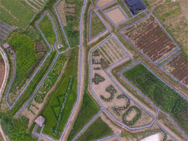 农村小伙回家创业种葡萄,农村小伙回家创业种甘蔗