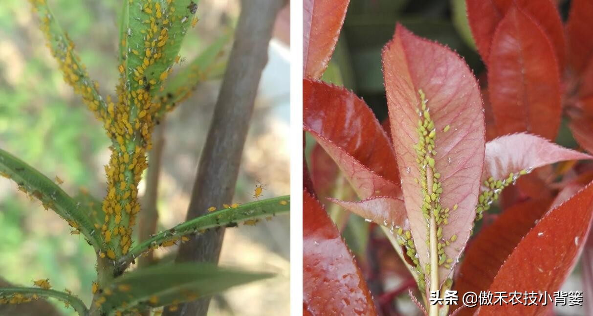 2020蚜虫最佳防治时间,夏季蚜虫防治方法