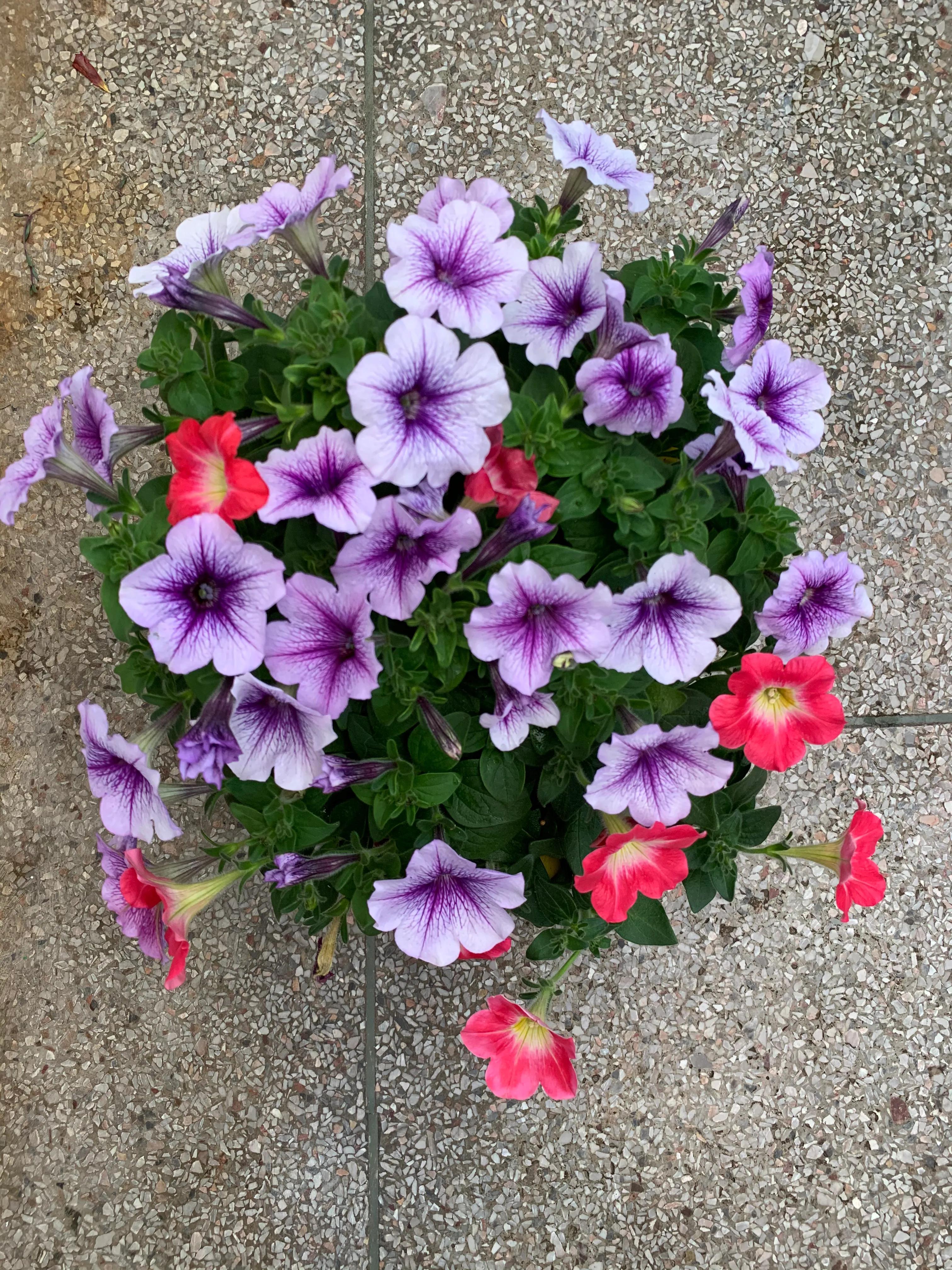 下雨后怎么给植物养根快,植物淋雨的正确方法