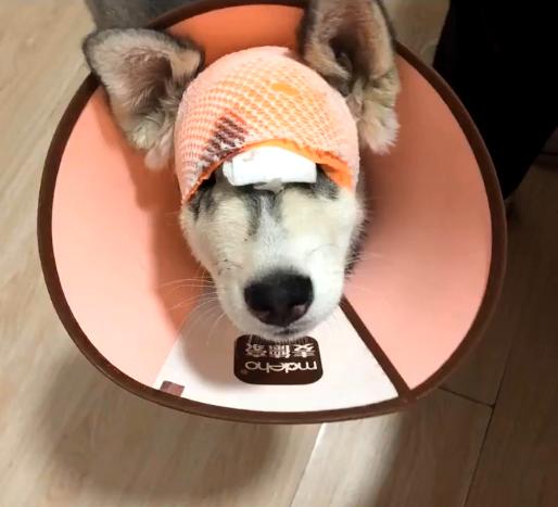 哈士奇破坏力很大吗,哈士奇的破坏力有多大