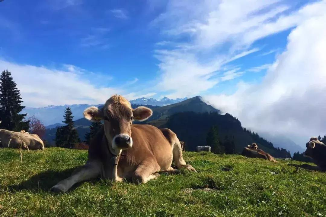 辞职出去旅行的人后悔吗,辞职旅行这一年想说的心里话