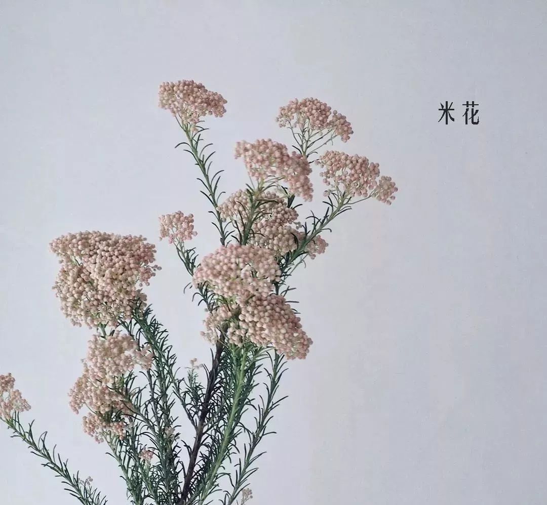 花店里同款的两种不同价格的花材,花店最容易被顾客误解的几种花材