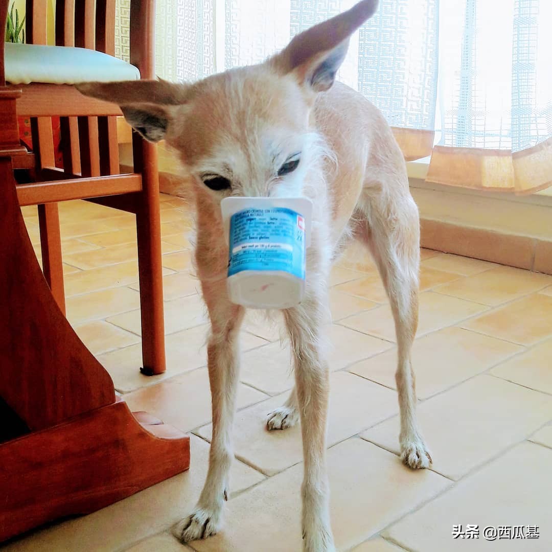 狗狗喝牛奶正确方法,狗狗喝益生菌怎么喝