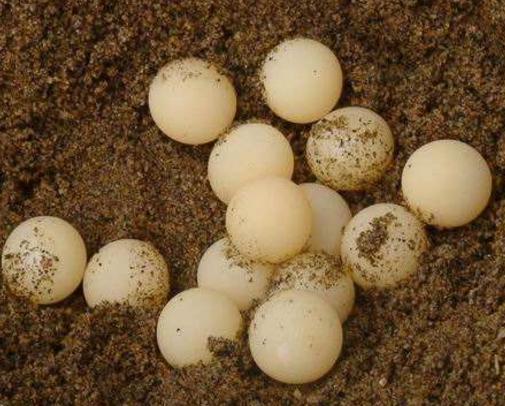 养甲鱼姚志刚,致富经姚志刚甲鱼