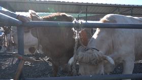 走向我们的小康社会,脱贫致富的小康生活