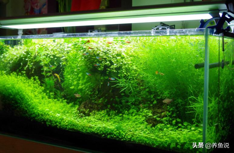水草缸用什么灯比较好,水草缸用什么灯合适