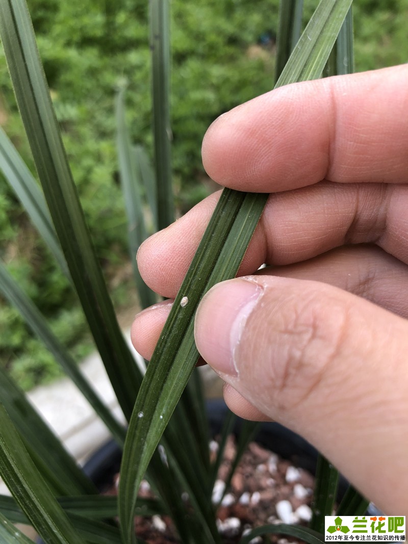 兰叶长介壳虫怎么处理,白兰蚧壳虫