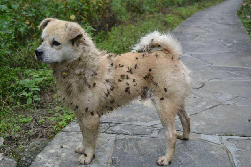 种子的传播方式有哪些和什么有关,种子传播的方式及其特征是什么