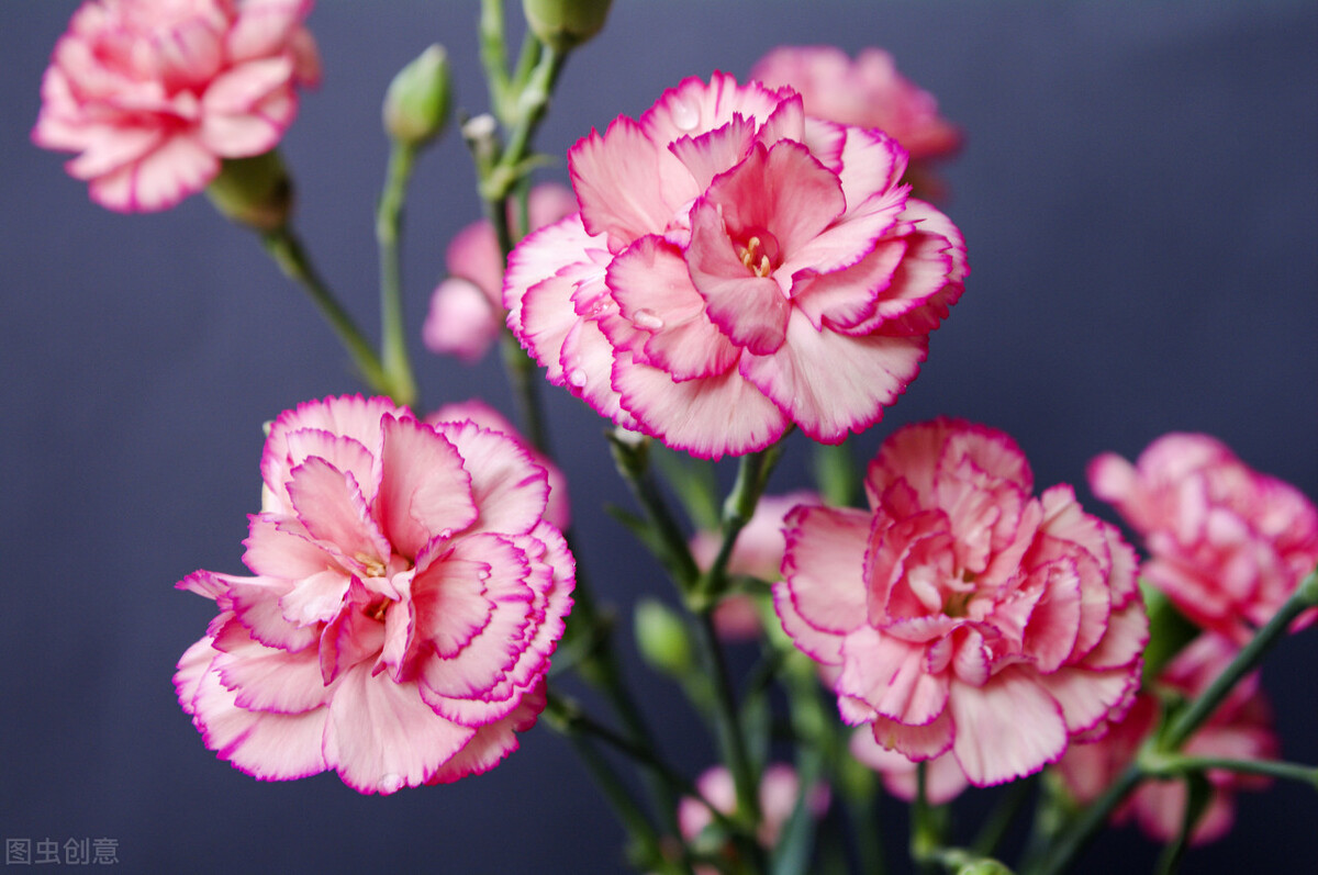 有一种花叫康乃馨,有一种叫什么康乃馨的花