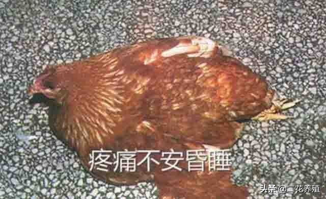 产蛋率低的原因有哪些,蛋鸡输卵管炎为什么要用中药