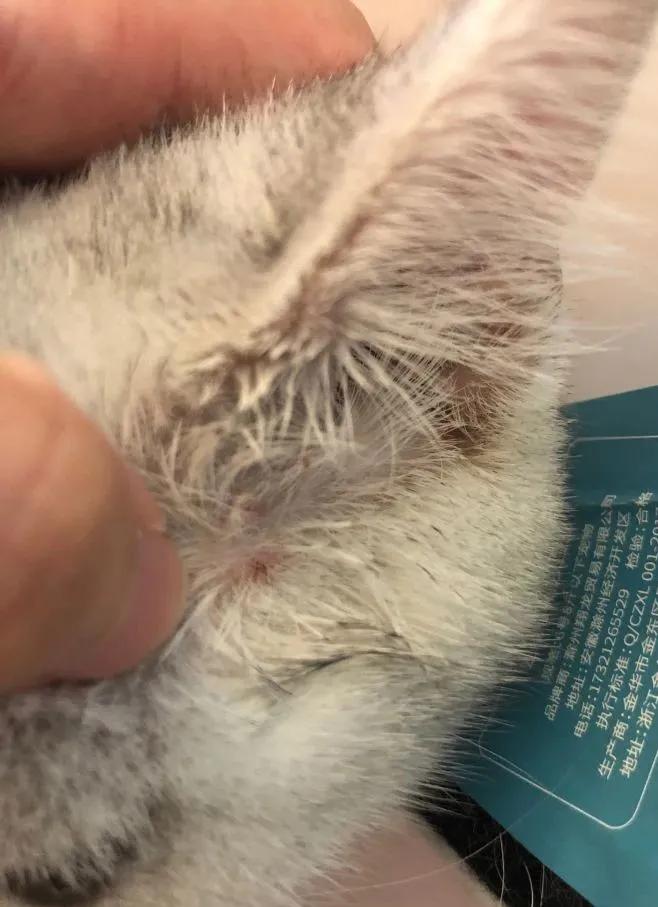 猫抓了有红点是怎么回事,猫轻咬了一下手上起了一个红点