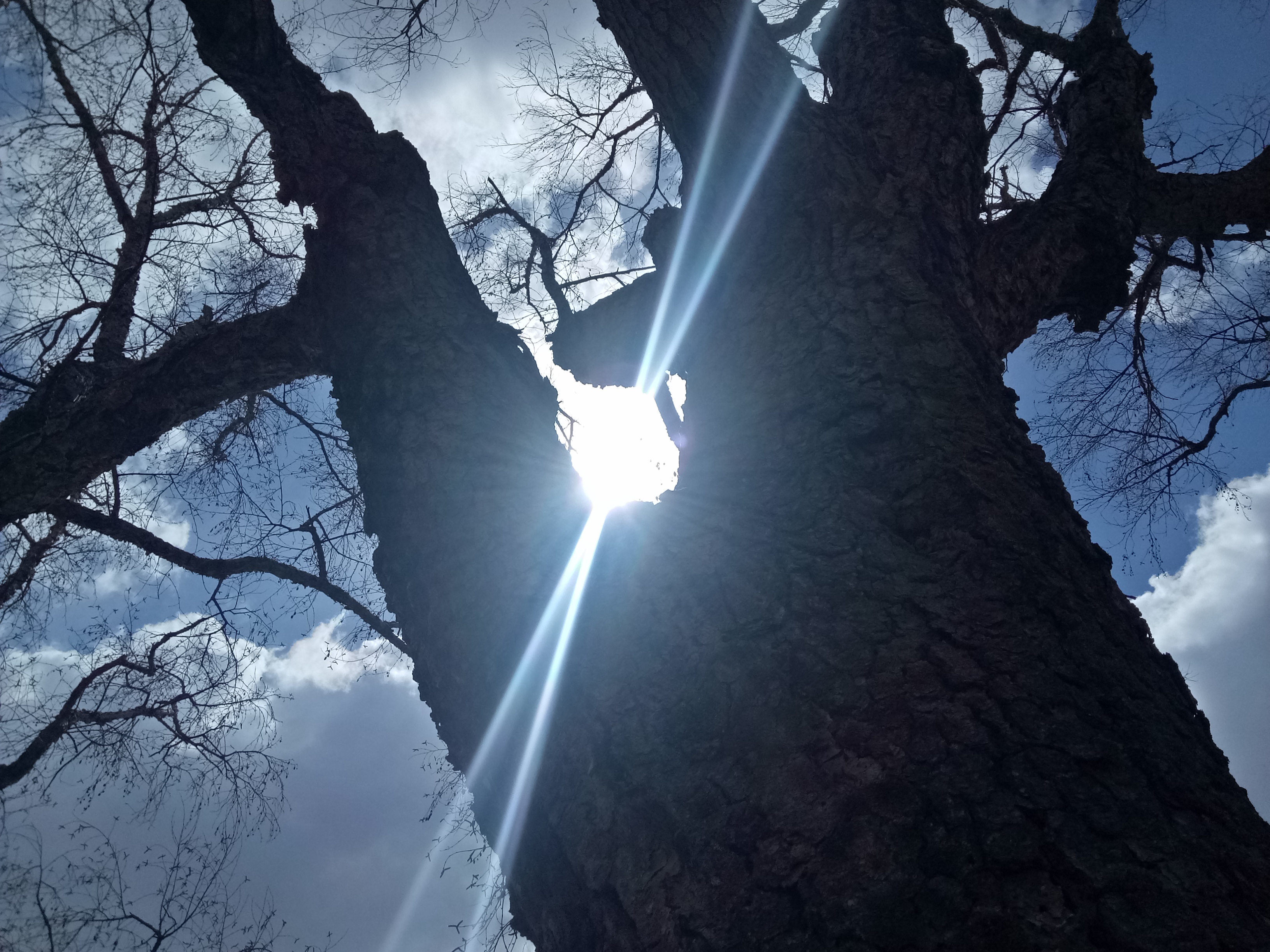 桦树历史痕迹,白桦树以前的故事