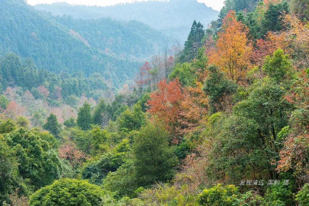 广东红枫云髻山,云髻山自然保护区山顶风景