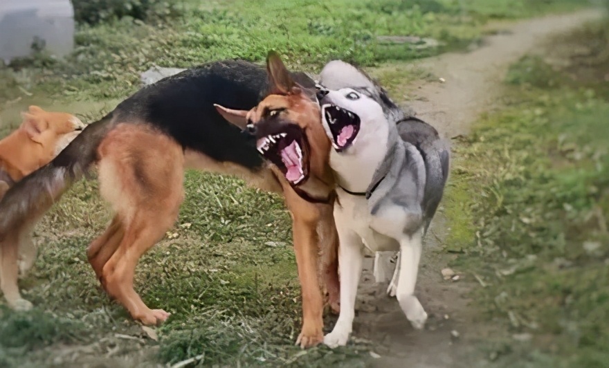 德牧怎么让它厉害点,凶猛的德牧看家护院