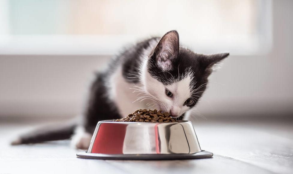 猫咪冻干吃多了上火了的症状,猫咪眼睛上火滴什么眼药水