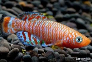 观赏鱼不游到水面吃食,观赏鱼不吃什么原因