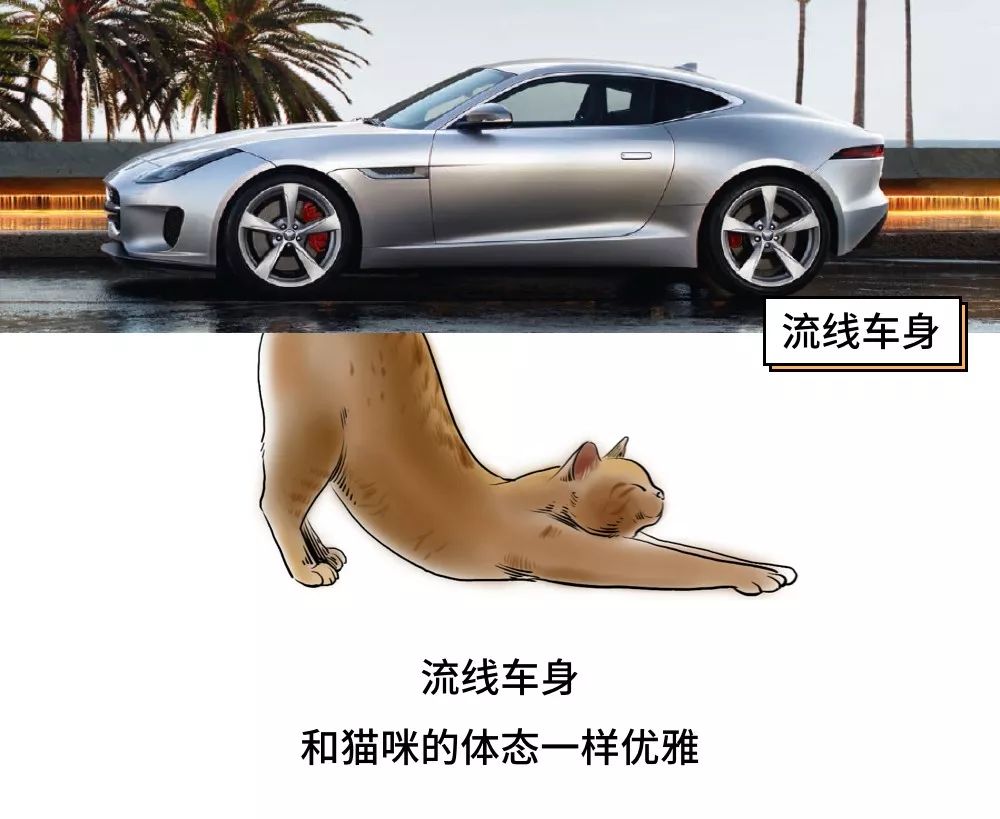 养猫的人到底有多有钱,北上广养猫的人