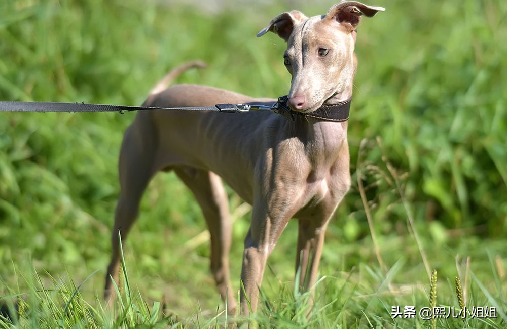 世界名贵犬种,中国名贵犬种大全图片