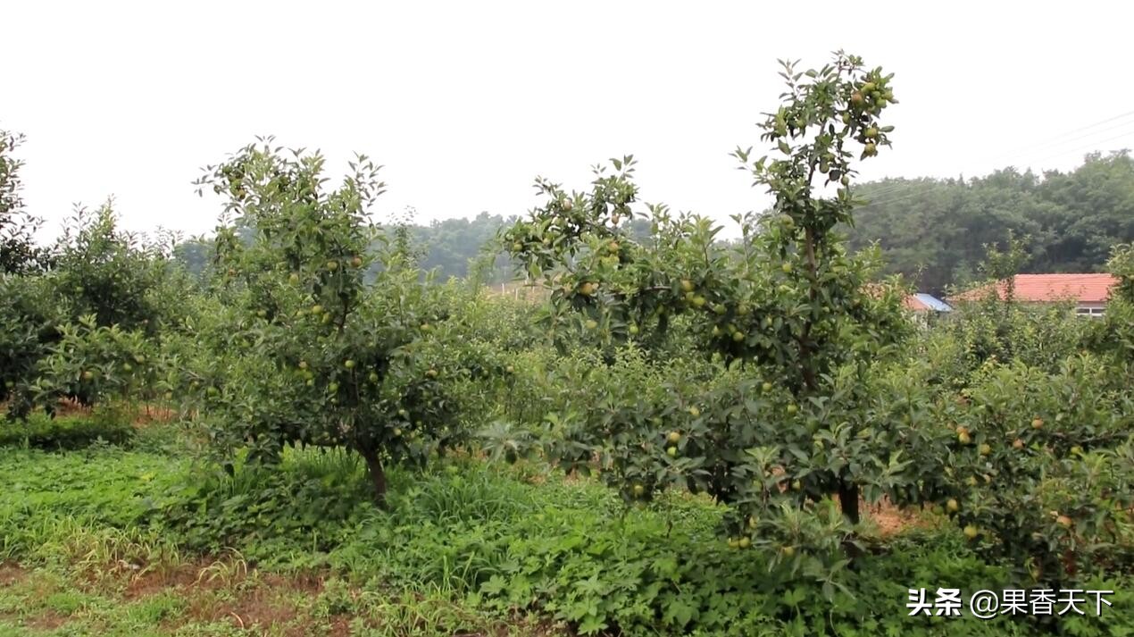 苹果炭疽叶枯病最佳治疗方法,苹果炭疽叶枯病用什么药效果好