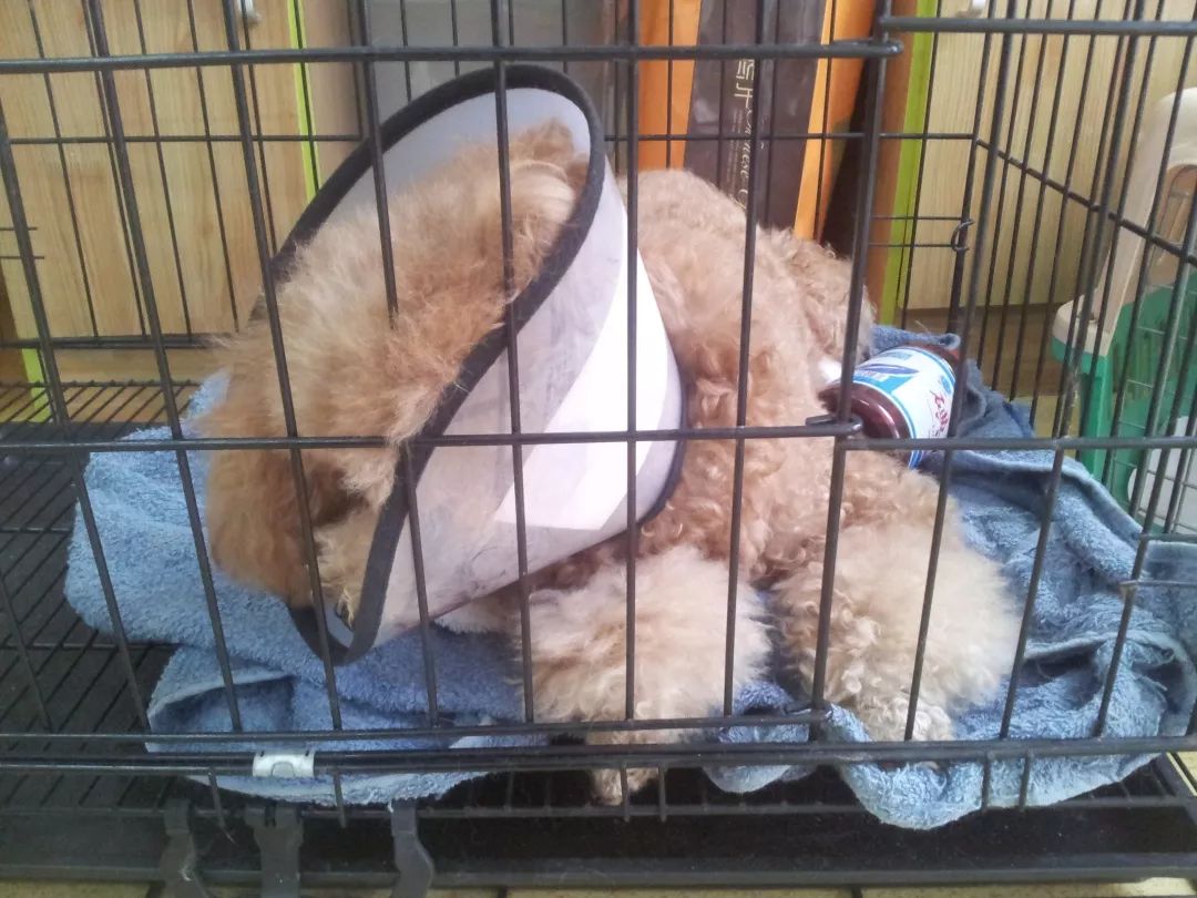 养狗记合集,养狗记28完整版