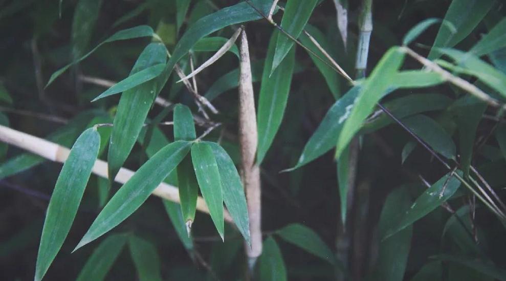 清秋六盘,雅韵唯美,且看宁夏“母亲山”秋色如何养眼怡耳悦心