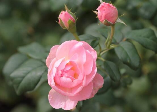 玫瑰花叶子发黄怎么办,玫瑰花叶子发黄的解决方法