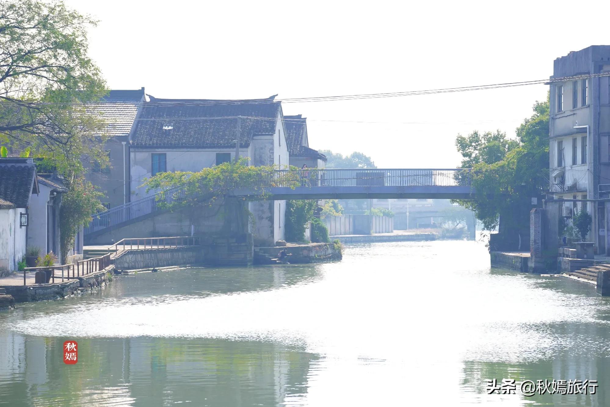 相城区北桥镇千年银杏树,苏州相城银杏打卡