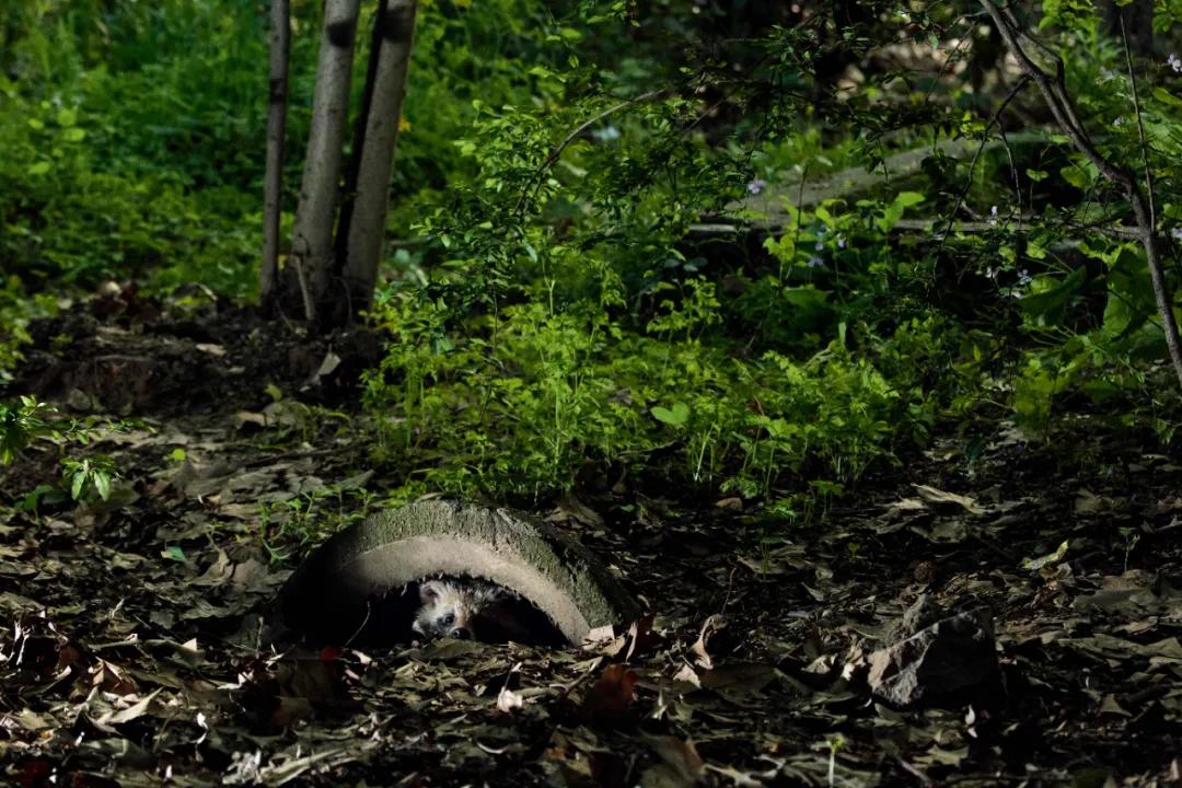 藏羚羊30万一只,藏羚羊30万只了为啥还濒危