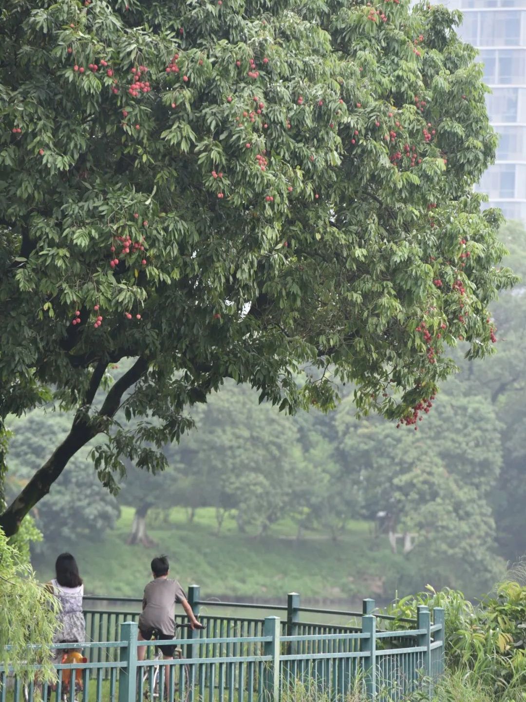 流传千年的风味，那一抹不变幻的甜，是莆田人心头好