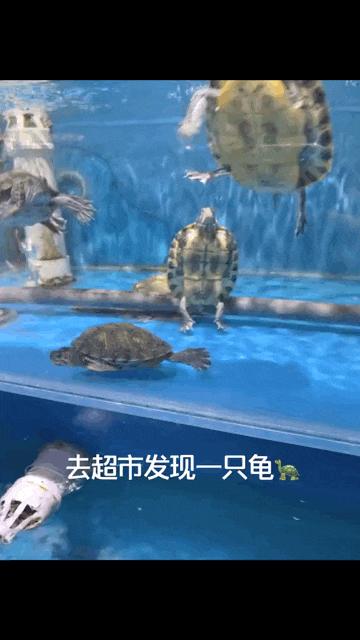 老虎：这是我准备养大吃的，你来凑什么热闹