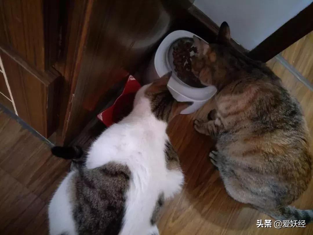 lorde全价猫粮,lorde猫粮值不值得购买