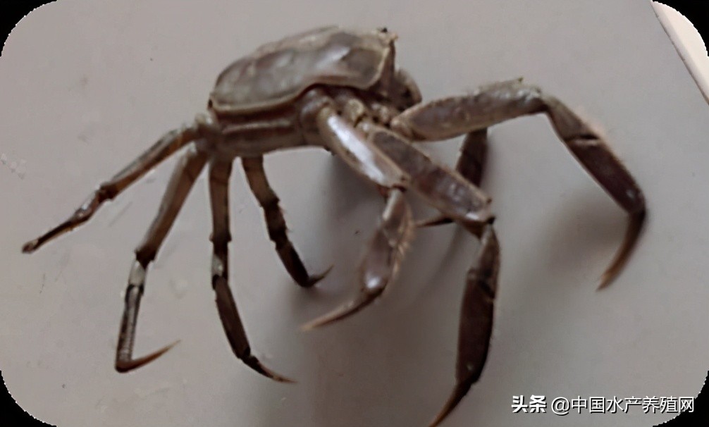 鱼病快速诊断与防病技术,鱼虾蟹病防治方法