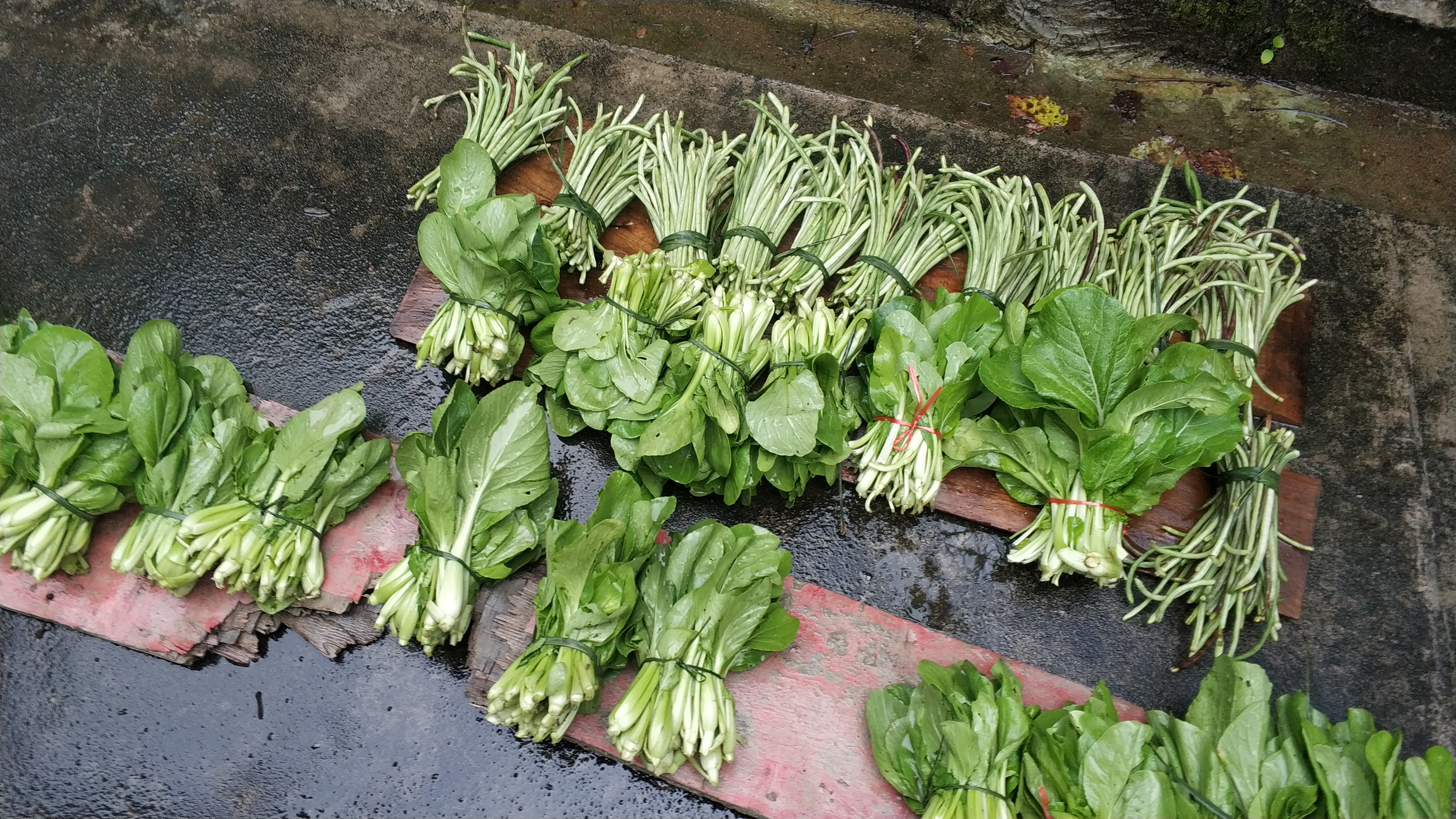 农村大妈的生意经，这样种菜卖一次收入接近100元供不应求