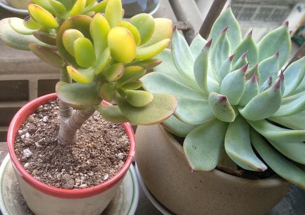 多肉吉娃娃叶子枯萎怎么回事,多肉吉娃娃翻盆叶子发软