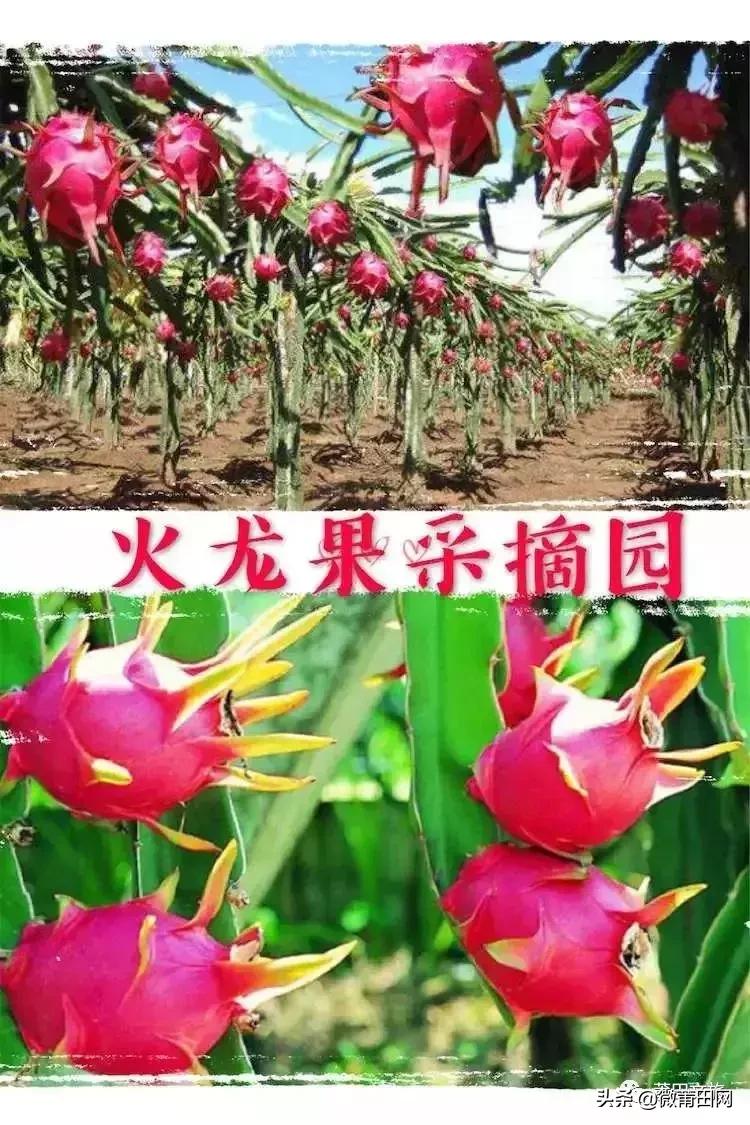 湄洲岛好玩还是九龙谷,去莆田先到九龙谷还是湄洲岛