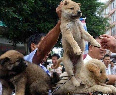 养狗买什么更划算,养狗买什么车最合适