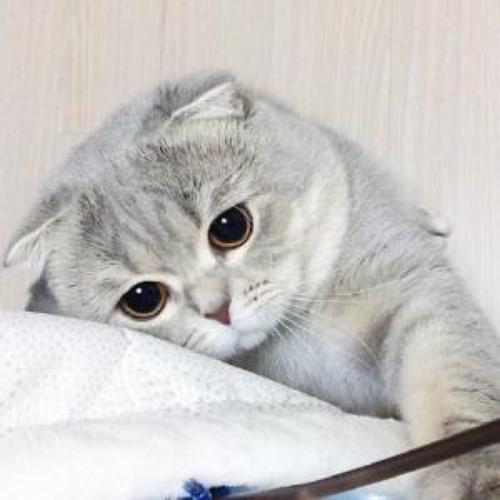 猫咪品种大全及图片与介绍,白色带渐黄短毛猫咪品种大全