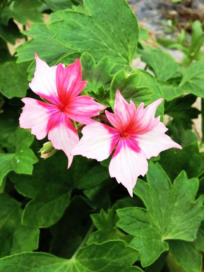 阳光乐观正能量的说说,励志语录经典感悟人生说说