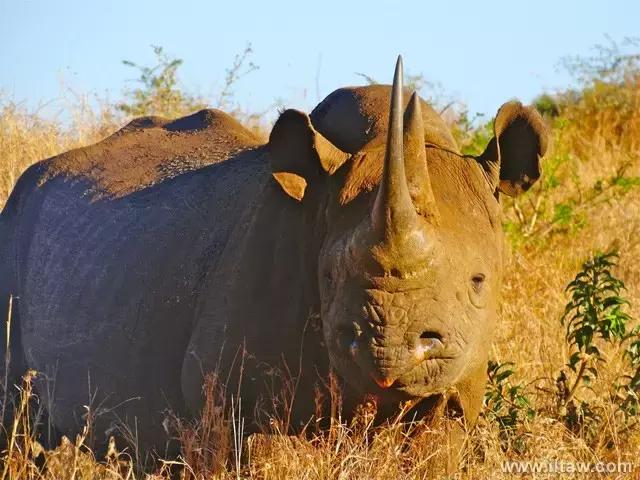 犀牛奇蹄目犀科动物,犀牛体格威猛是一种珍贵动物